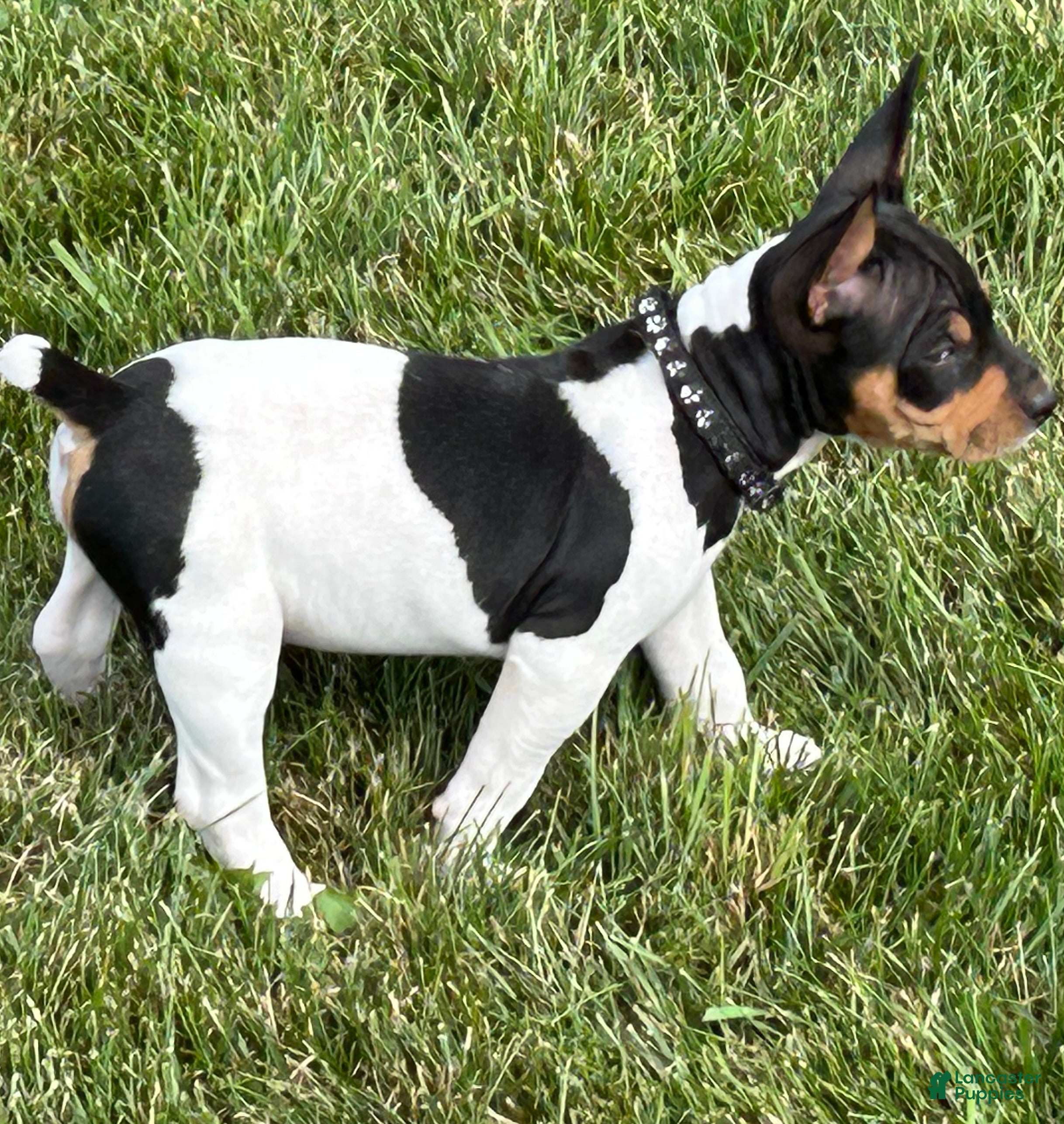 Rat Terrier dogs Old Dominion Terrier male Spirit - Ad 1