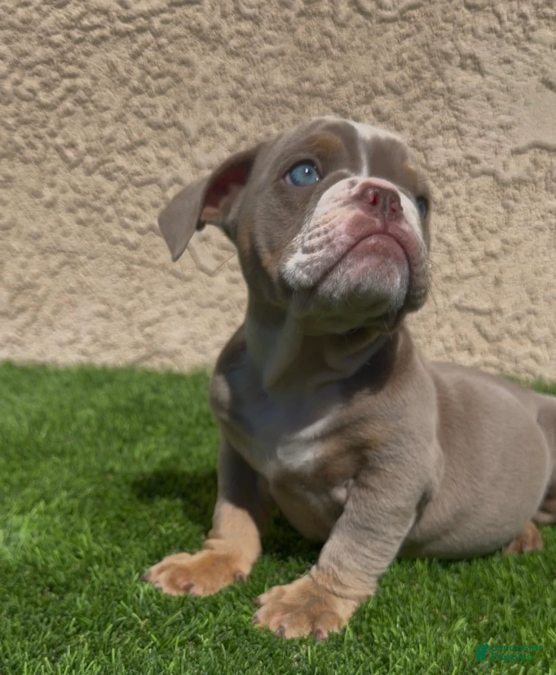 English Bulldog dogs for sale: English Bulldog 2 - Ad 1
