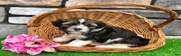 Havanese dogs for sale: Nicki - Ad 6