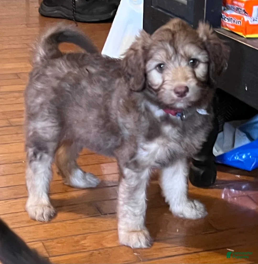 Aussiedoodle dogs for sale: Aussiedoodle 2 - Ad 2