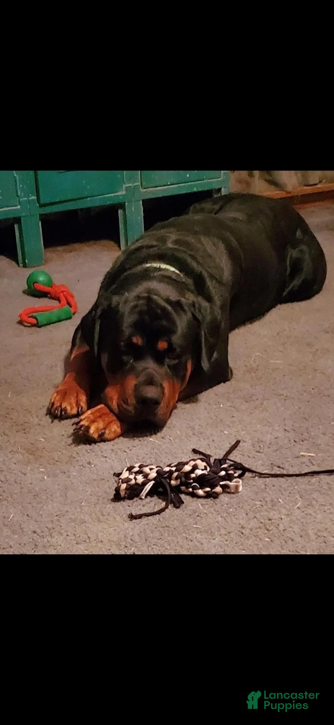 Rottweiler dogs for sale: Gobble - Ad 8
