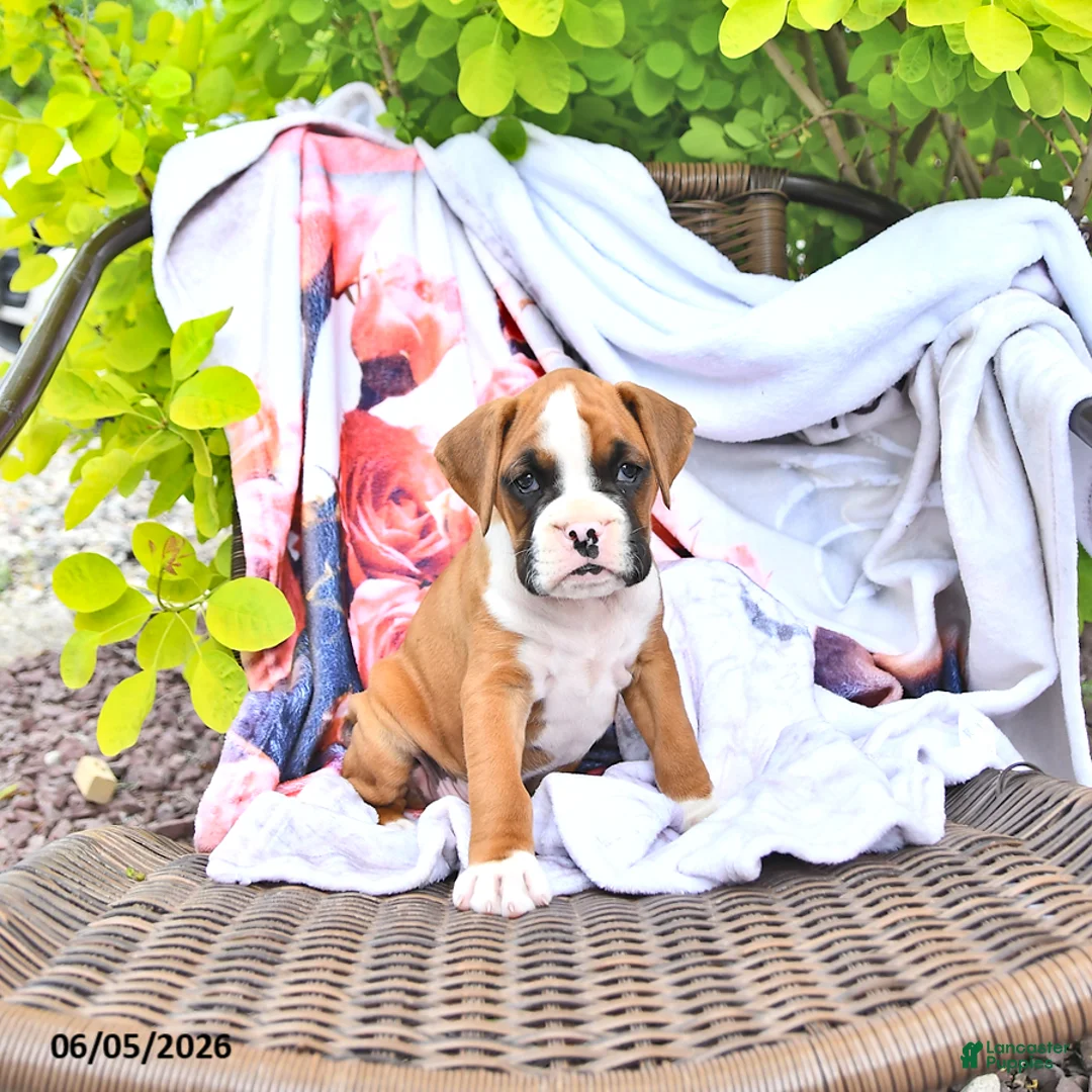 Boxer dogs for sale: Cassidy - Ad 1