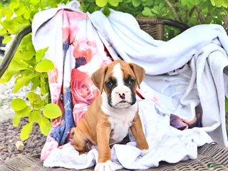 Boxer dogs for sale: Cassidy - Ad 1