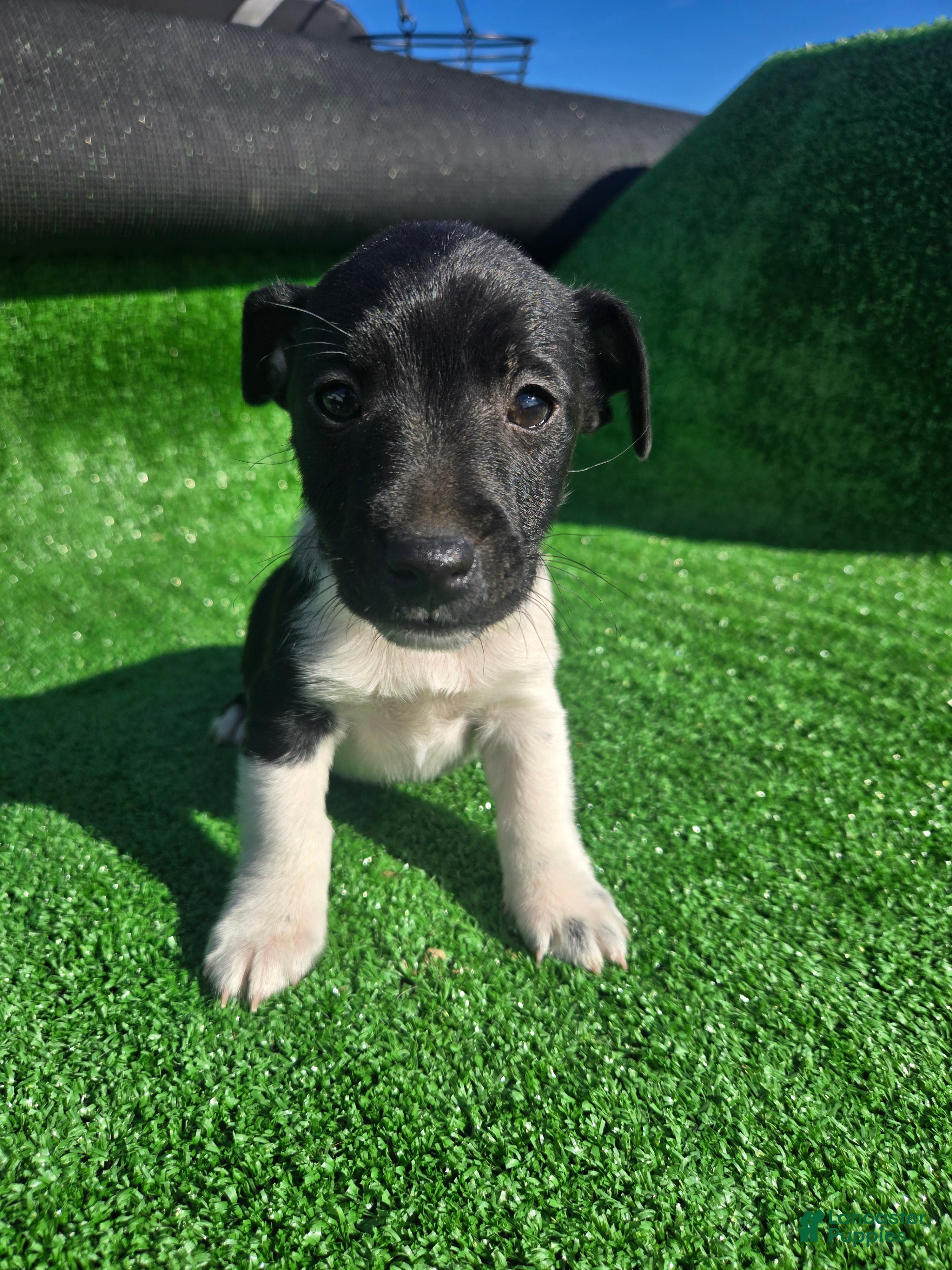 Jack Russell Terrier dogs Jack Russell Terrier Puppy 1 - Ad 27