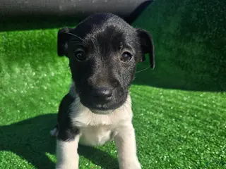 Jack Russell Terrier dogs Jack Russell Terrier Puppy 1 - Ad 6
