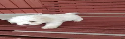 Mixed Breed dogs for sale: Harper - Ad 3