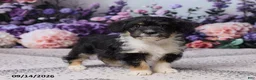 Corgipoo dogs for sale: Alice - Ad 3