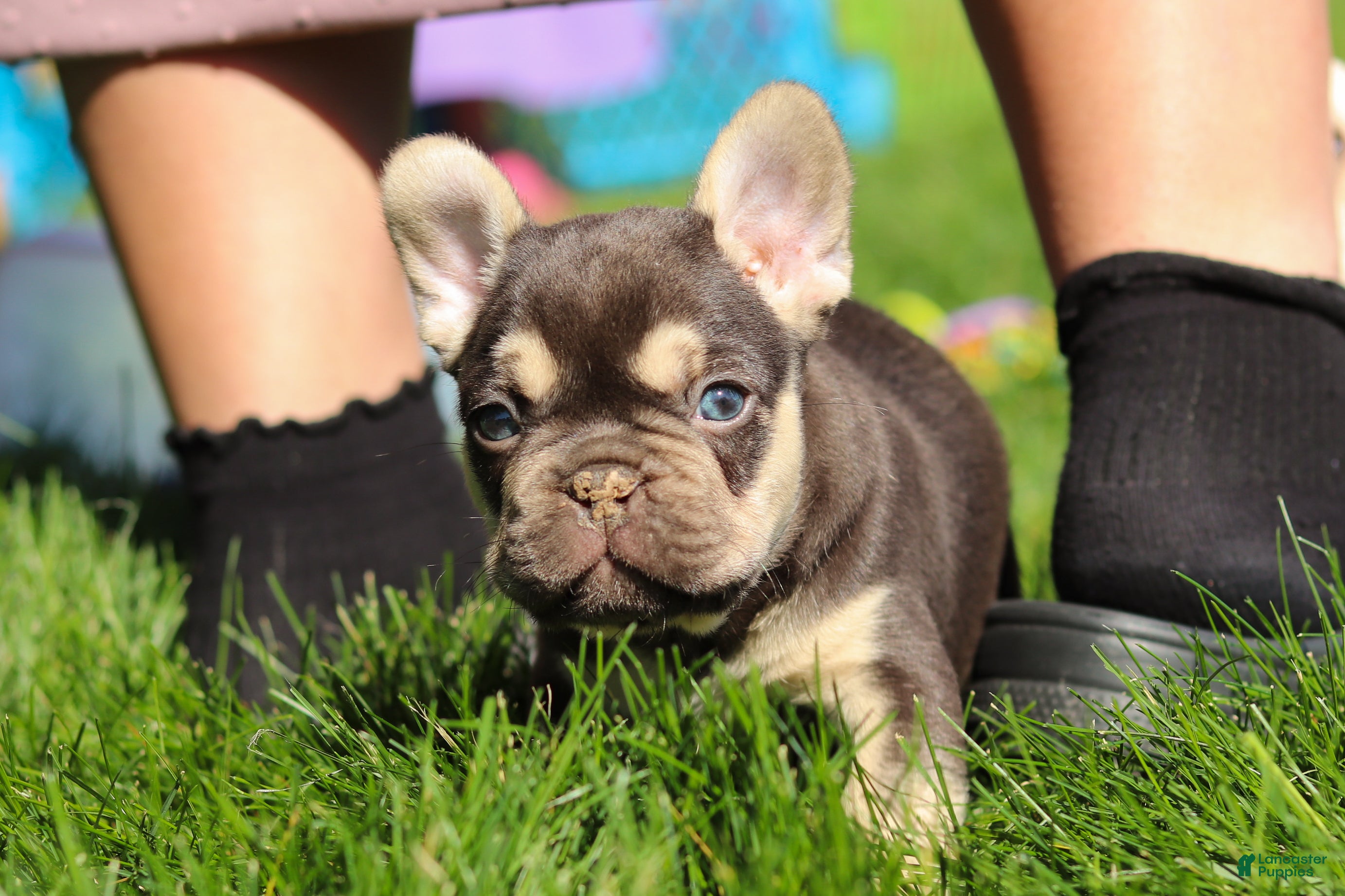 French Bulldog dogs for sale: Chase - Ad 5
