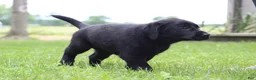 Labrador Retriever dogs for sale: Clark - Ad 5