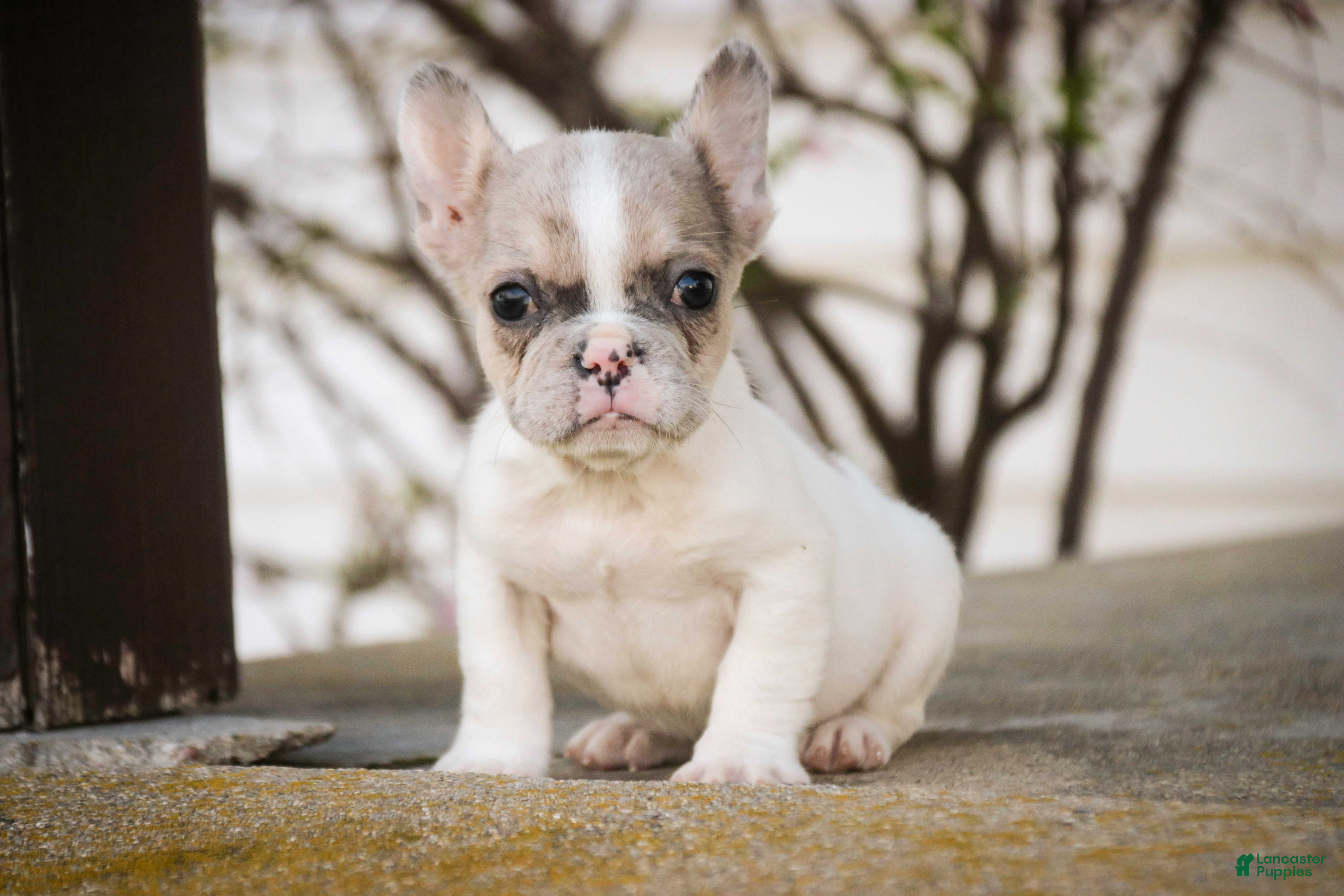 French Bulldog dogs Juliet - Ad 1