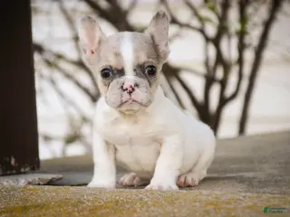French Bulldog dogs for sale: Juliet - Ad 2