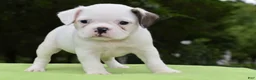 Mixed Breed dogs for sale: Milo f1b Frenchton hybrid  - Ad 12