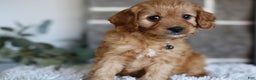 Cavapoo dogs for sale: Mochi - Ad 3