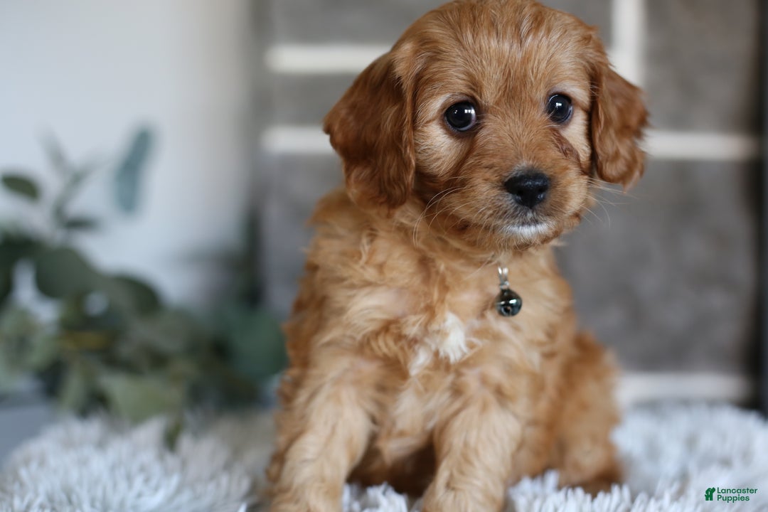 Cavapoo dogs for sale: Mochi - Ad 3