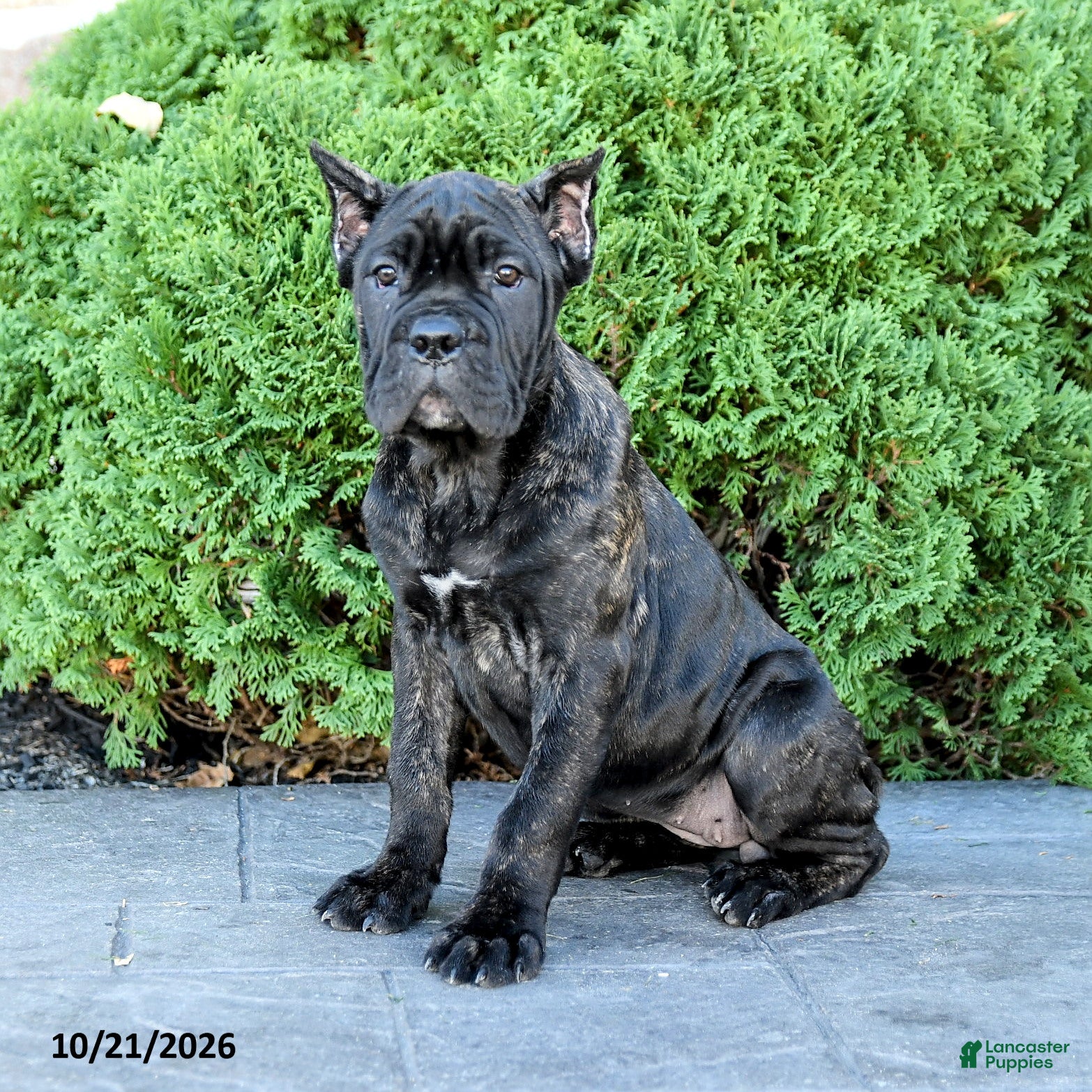 Cane Corso dogs for sale: Rochelle - Ad 1