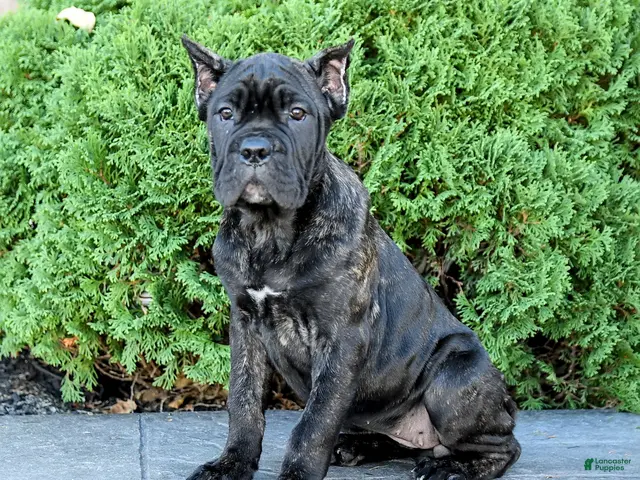 Cane Corso dogs for sale: Rochelle - Ad 1