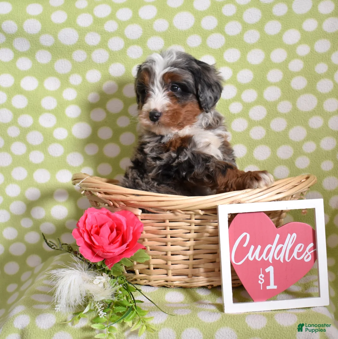 Bernedoodle dogs for sale: Geo  - Ad 3