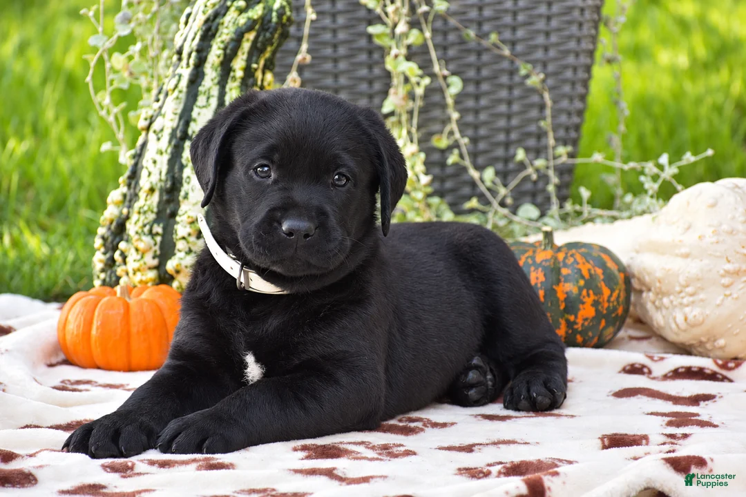 Labrador Retriever dogs for sale: Cowboy - Ad 1