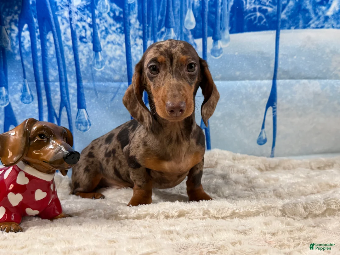 Miniature Dachshund dogs for sale: Rianna dappleShow boy - Ad 11