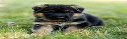 German Shepherd dogs for sale: Zinnia - Ad 11