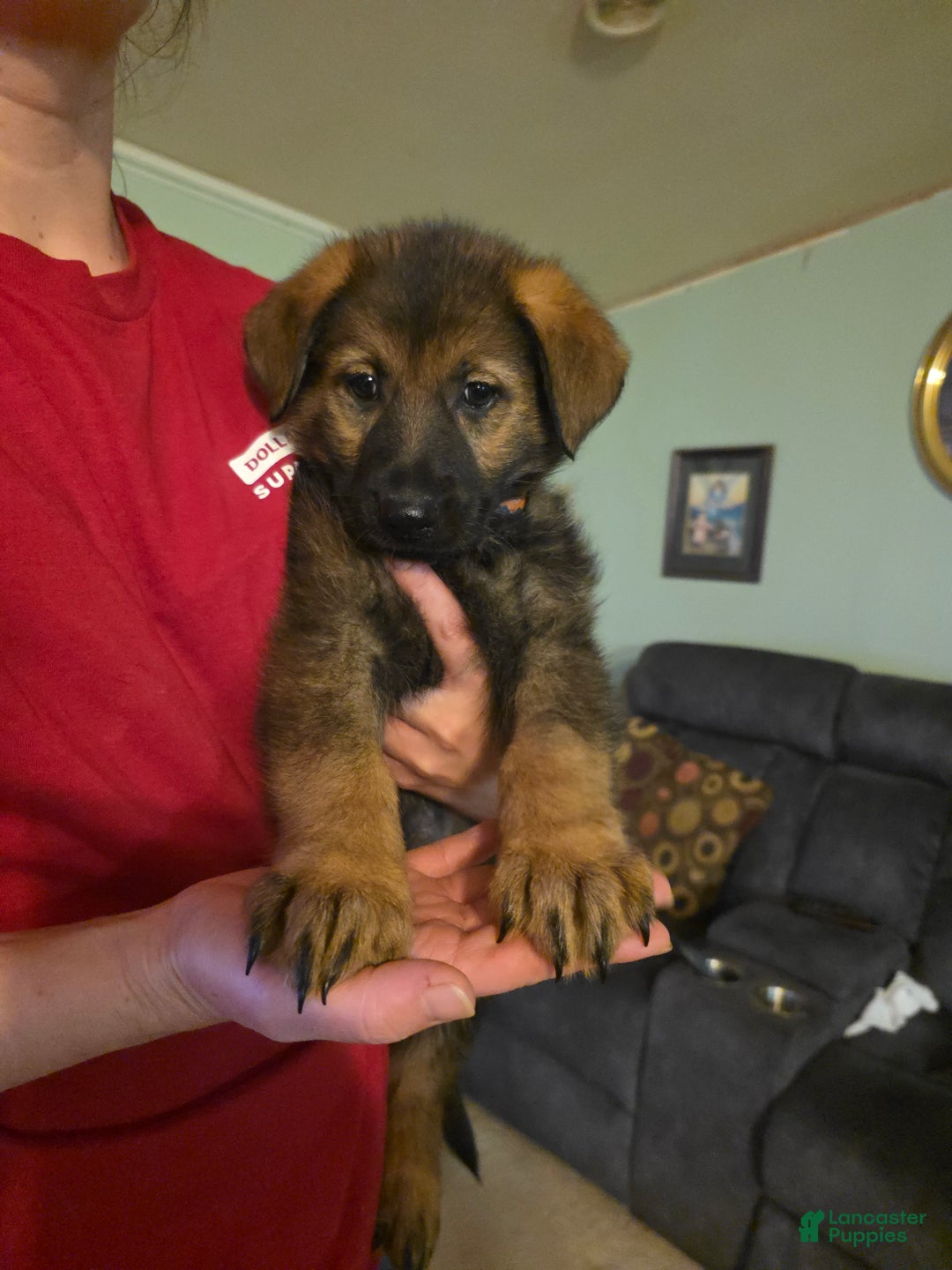 German Shepherd dogs for sale: German Shepherd Puppy 3 - Ad 5