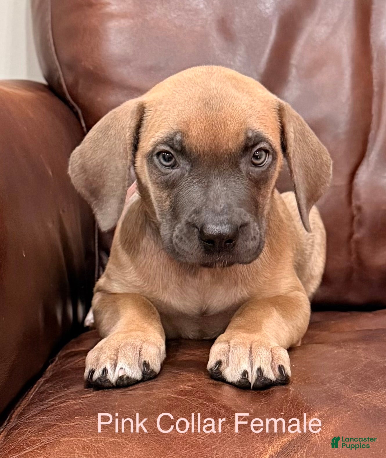 Cane Corso dogs Cane Corso Pink Collar F - Ad 1