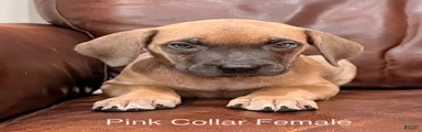 Cane Corso Pink Collar F