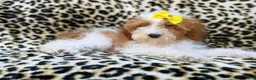 Miniature Poodle dogs for sale: Jazzy - Ad 6