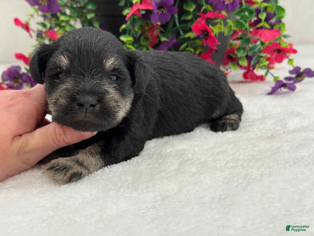 Miniature Schnauzer dogs for sale: Mae Male 3 - Ad 2