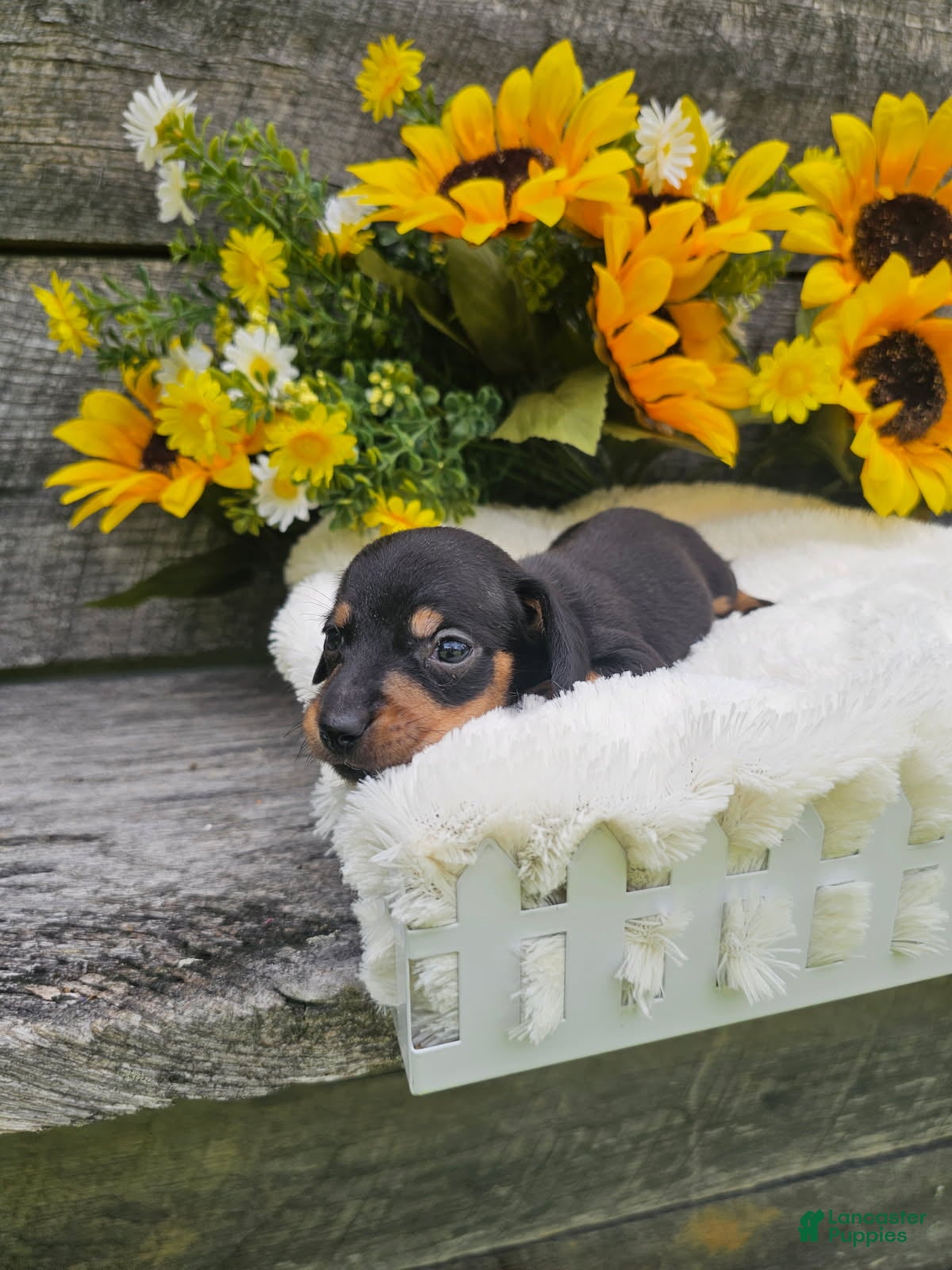 Dachshund dogs Charlie - Ad 2