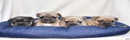 French Bulldog dogs for sale: Cash - Ad 7