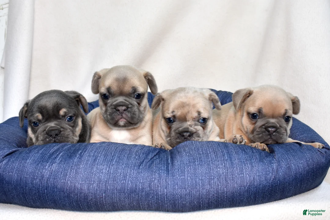 French Bulldog dogs for sale: Cash - Ad 7