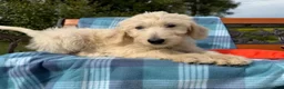 Labradoodle dogs for sale: Sage (Girl) - Ad 6