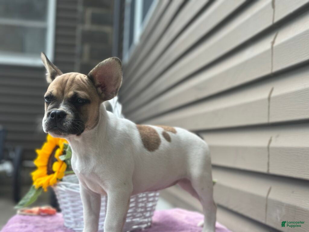 French Bulldog dogs Sweet Pea - Ad 1