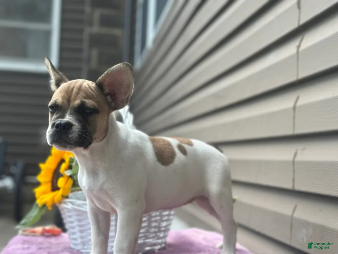 French Bulldog dogs for sale: Sweet Pea - Ad 1