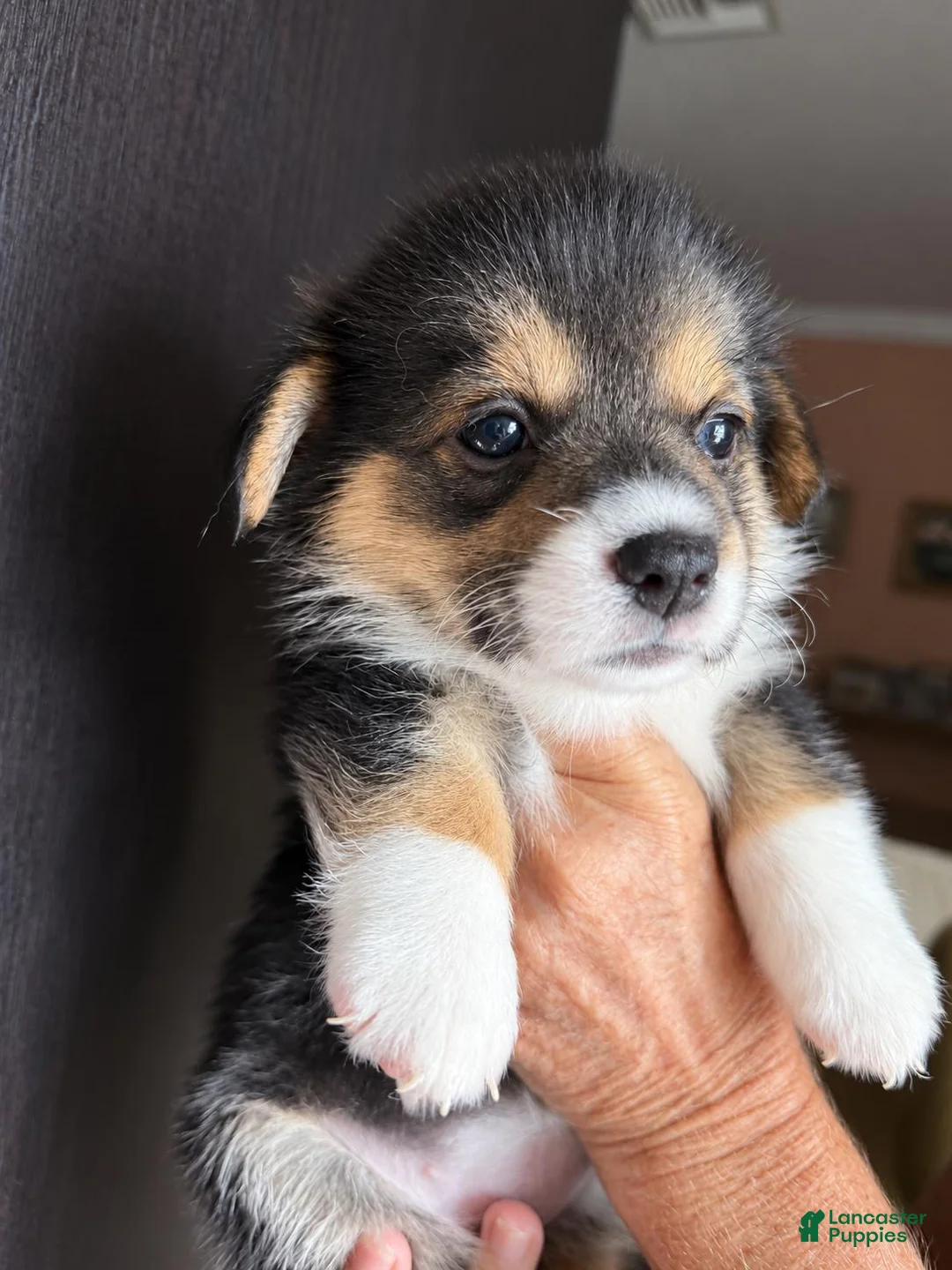 Welsh Corgi Pembroke dogs for sale: Beatriz - Ad 1