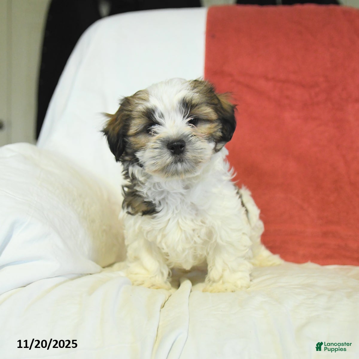 Shorkie dogs Morris - Ad 11