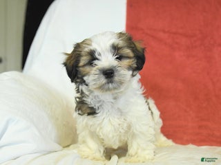 Shorkie dogs Morris - Ad 18