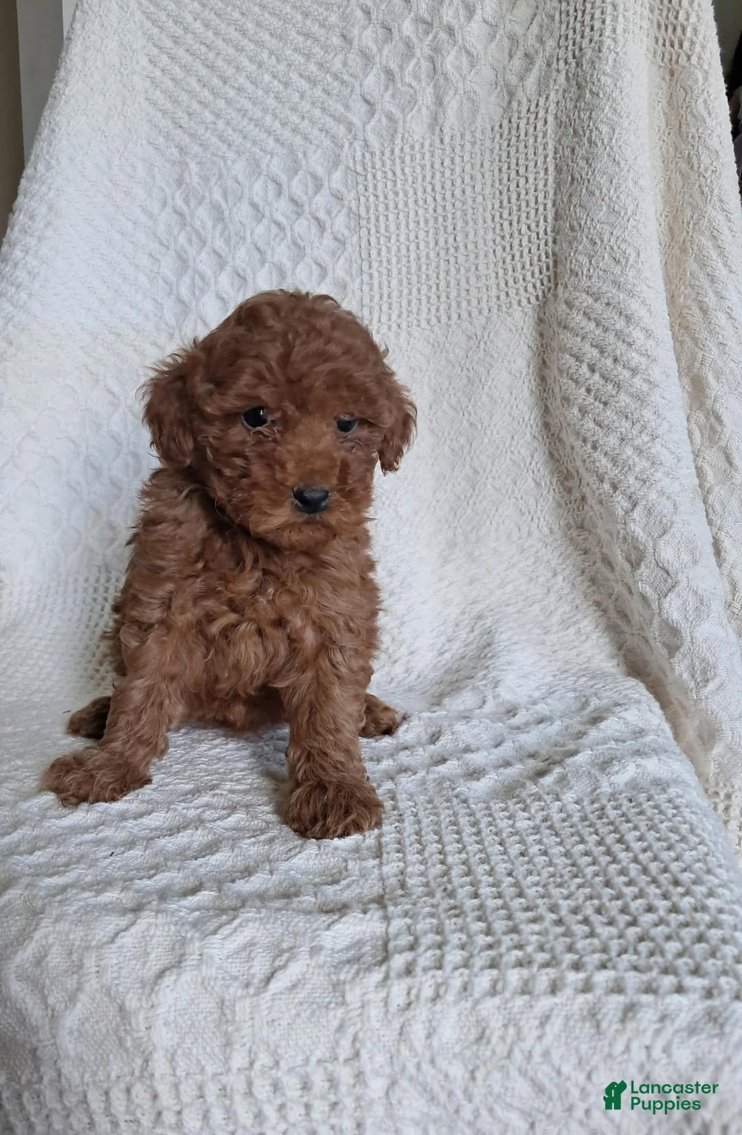 Miniature Poodle dogs for sale: Daisy - Ad 4