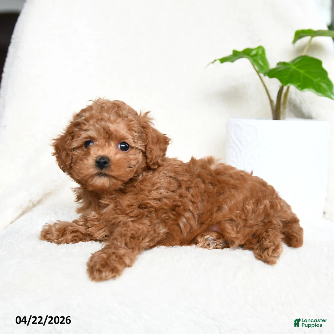 Toy Poodle dogs for sale: Button - Ad 2