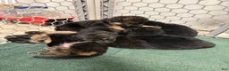 German Shepherd dogs for sale: Gray collar (male) - Ad 5