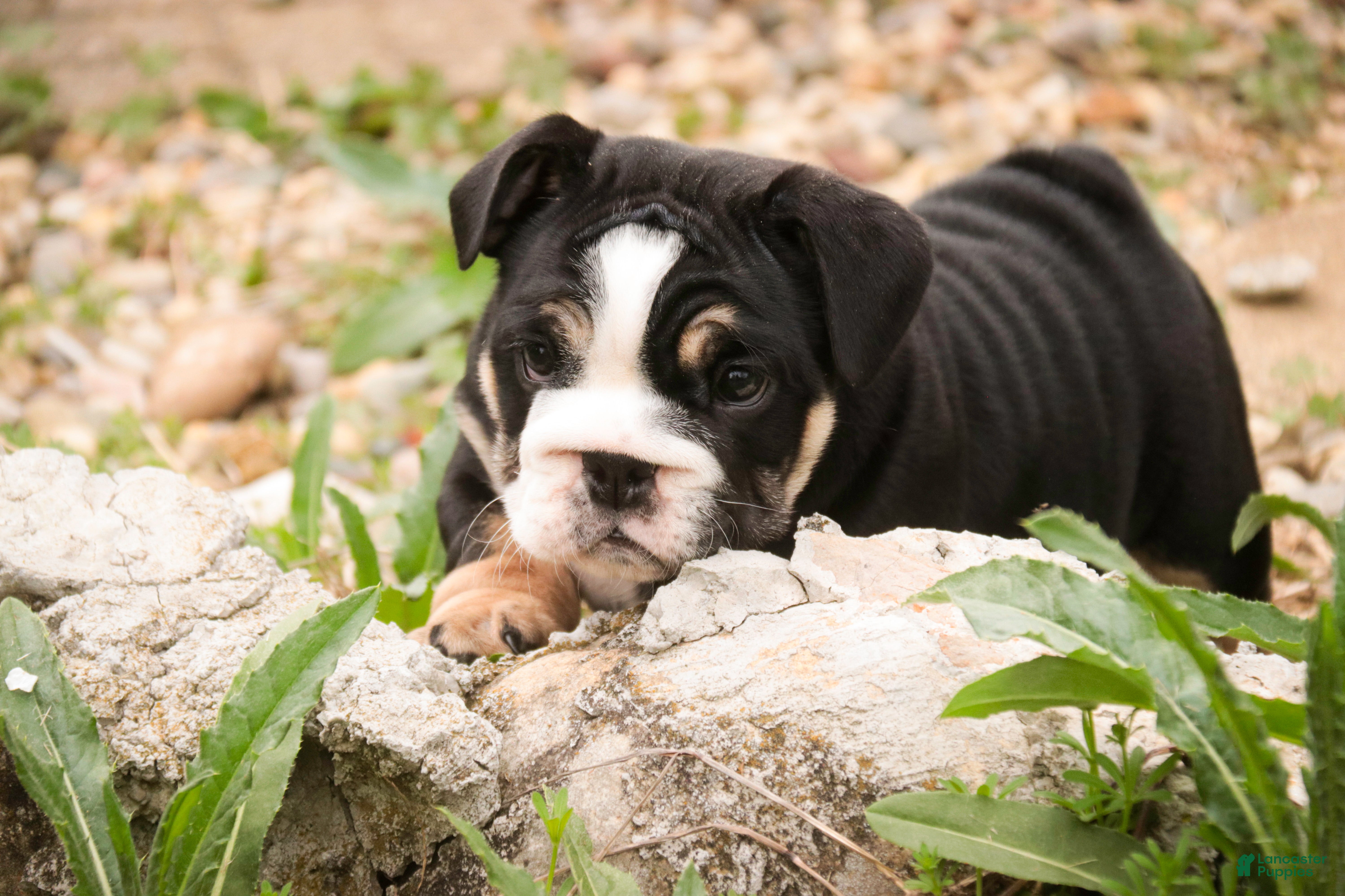 English Bulldog dogs Amelia - Ad 1