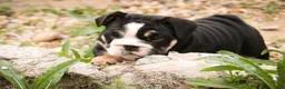 English Bulldog dogs for sale: Amelia - Ad 2