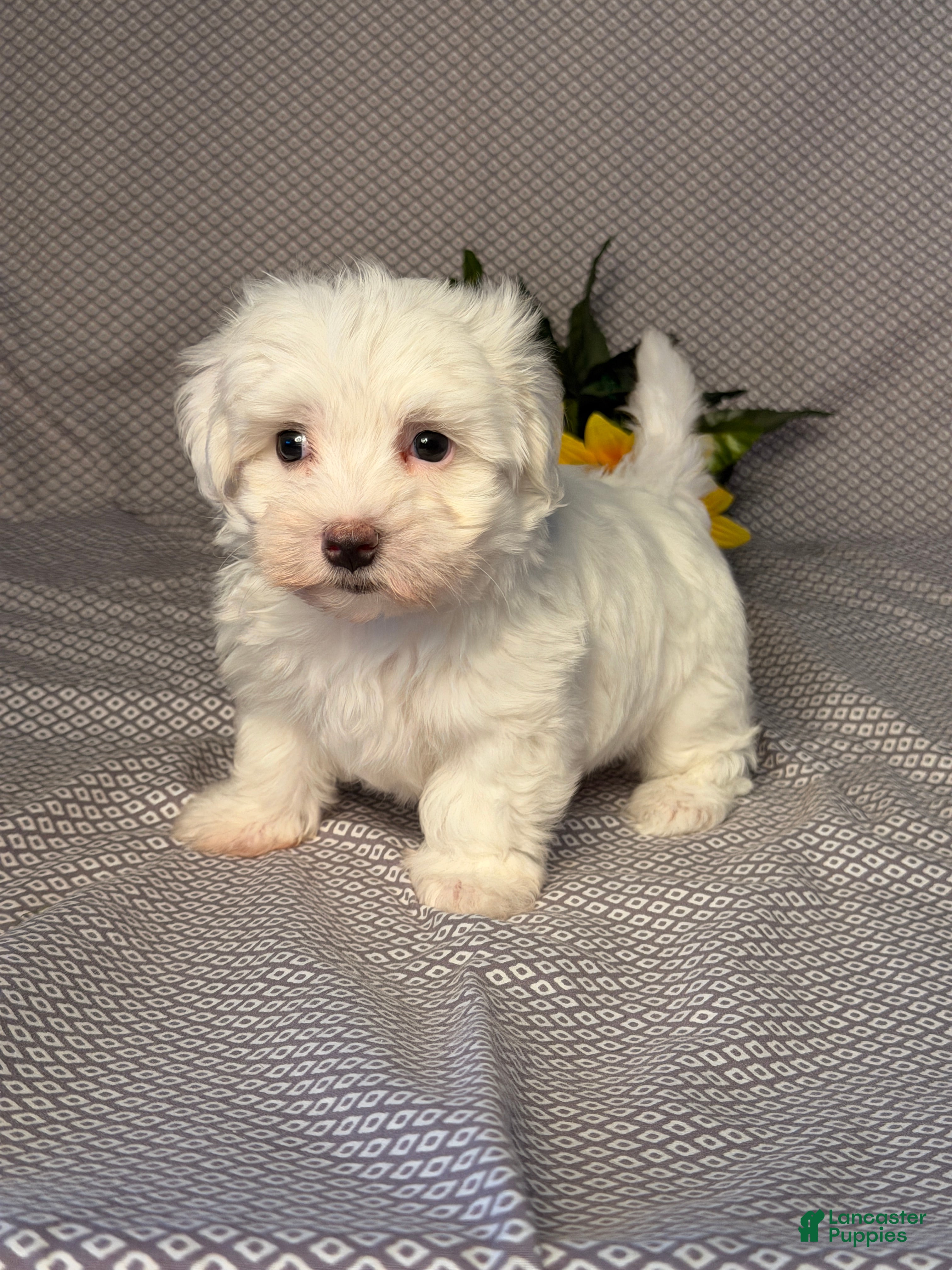 Maltese dogs Ace - Ad 2