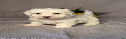 Maltese dogs for sale: Ace - Ad 2