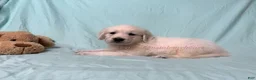 Golden Retriever dogs for sale: Maggie - Ad 8