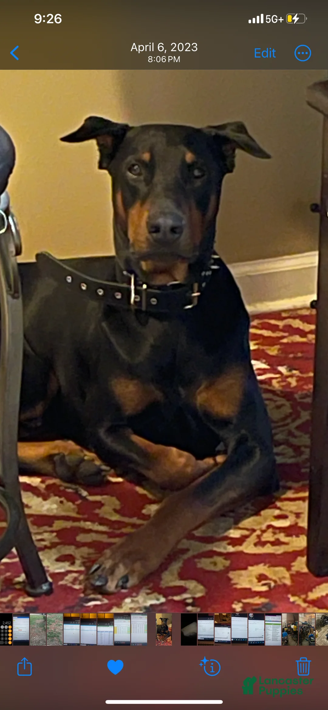 Doberman Pinscher dogs for sale: Doberman Pinscher Puppy 5 - Ad 2