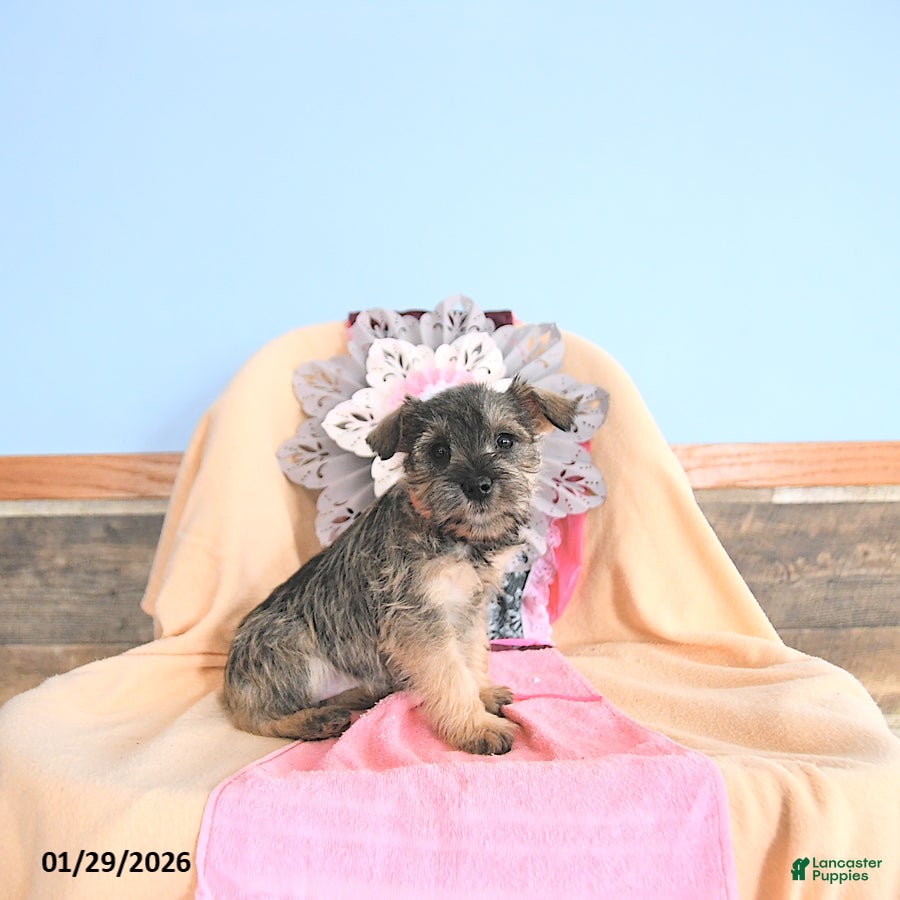 Miniature Schnauzer dogs Valentina - Ad 24