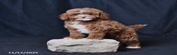 Toy Poodle dogs for sale: Wendy - Ad 2