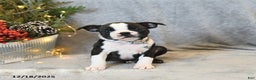 Boston Terrier dogs for sale: Sasha - Ad 3